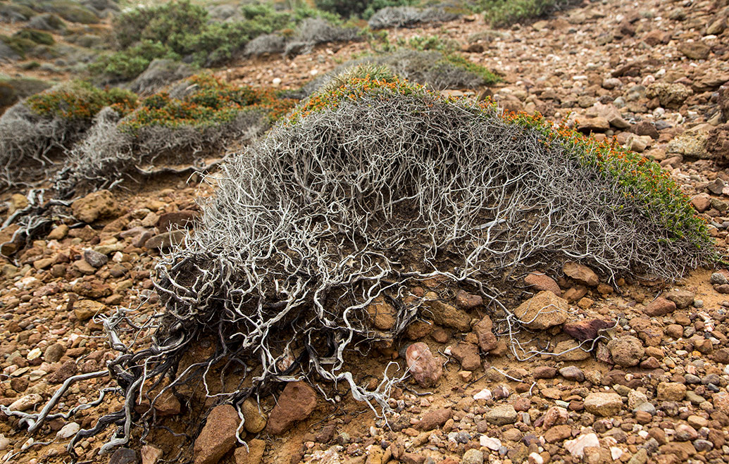 Image of Erica manipuliflora specimen.