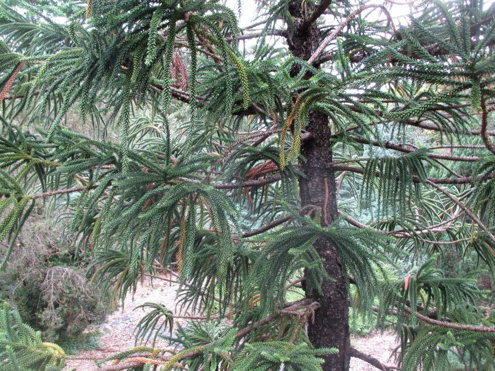 Изображение особи Araucaria montana.