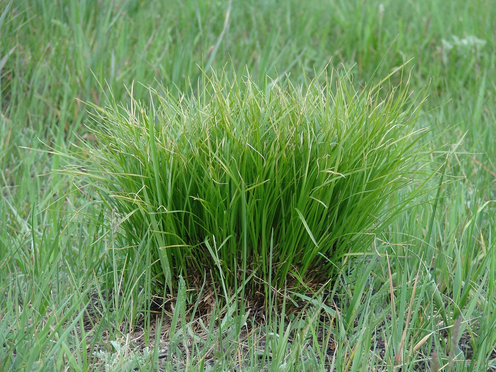 Изображение особи Carex cespitosa.