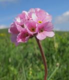 Image of taxon representative. Author is Татьяна Винокурова