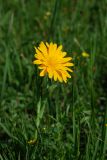 Tragopogon orientalis