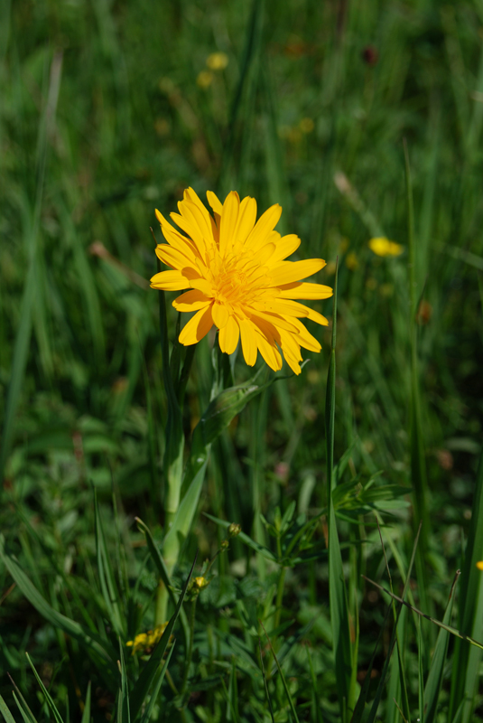 Изображение особи Tragopogon orientalis.