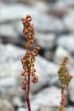 Oxyria digyna