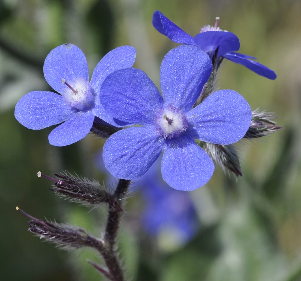 Image of genus Anchusa specimen.