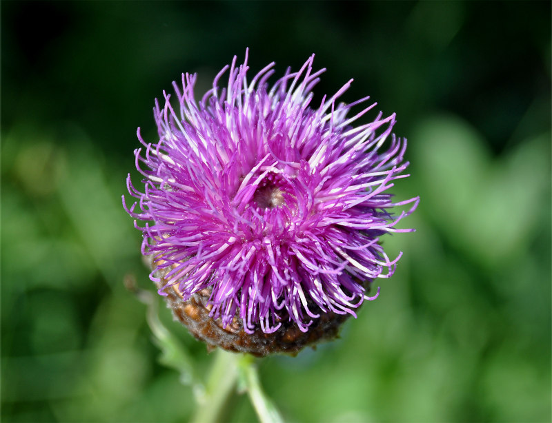 Image of Stemmacantha carthamoides specimen.