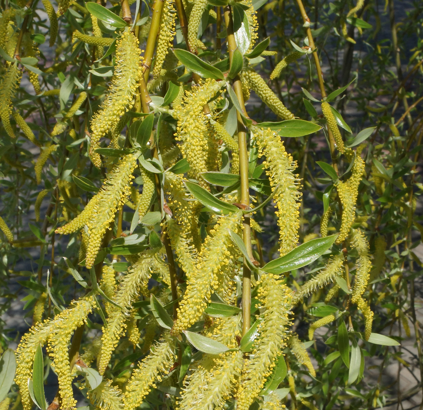 Image of Salix excelsa specimen.