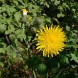 Sonchus arvensis. Верхушка растения с распустившимся, отцветшим и нераспустившимися соцветиями. Челябинская обл., окр. г. Челябинск, Золотая горка, берёзовый лес. 26.08.2014.