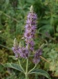 Mentha asiatica