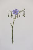 Linum austriacum