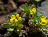 Draba oreades