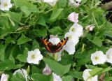 Convolvulus arvensis. Верхушки побегов с цветками и бабочкой. Якутия (Саха), Нерюнгринский р-н, территория г. Нерюнгри. 24.07.2012.