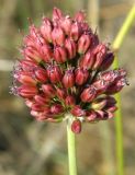 Allium regelianum