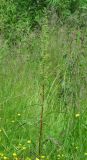 Rumex crispus