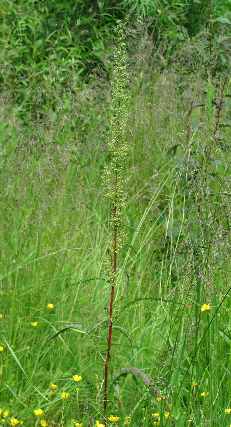 Image of Rumex crispus specimen.