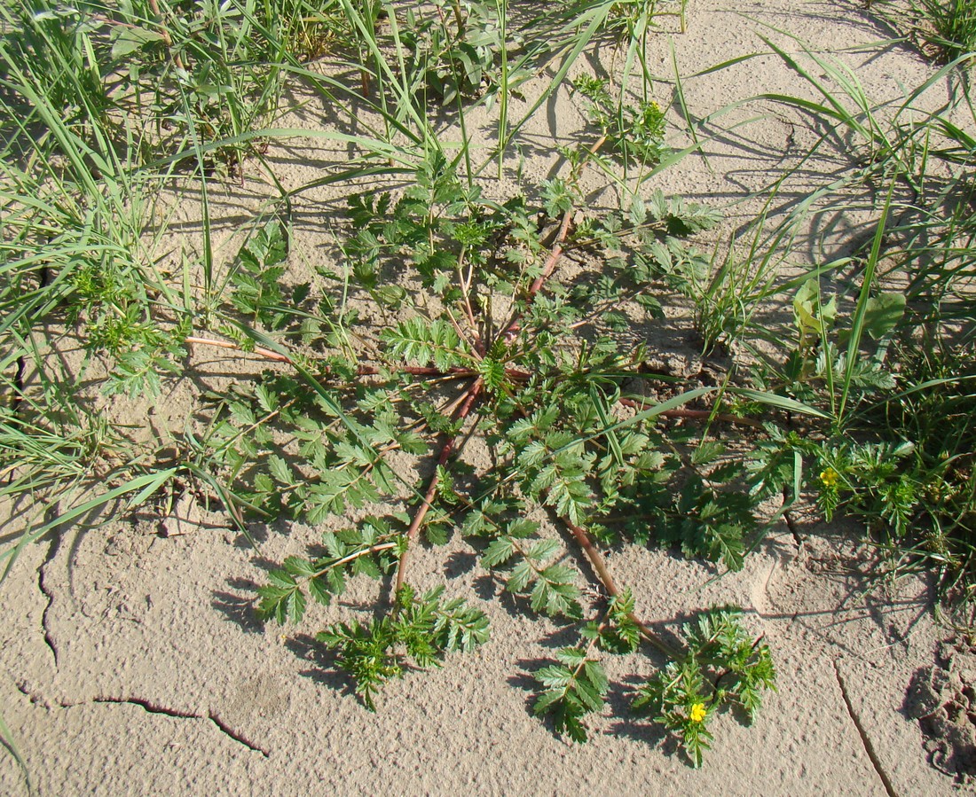 Изображение особи Potentilla supina.