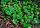 Maianthemum dilatatum. Вегетирующие растения. Приморье, Лазовский р-н, о-в Петрова, смешанный лес. 09.08.2015.