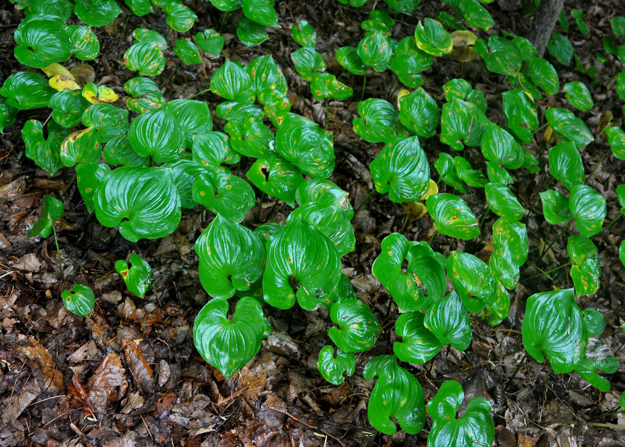 Изображение особи Maianthemum dilatatum.