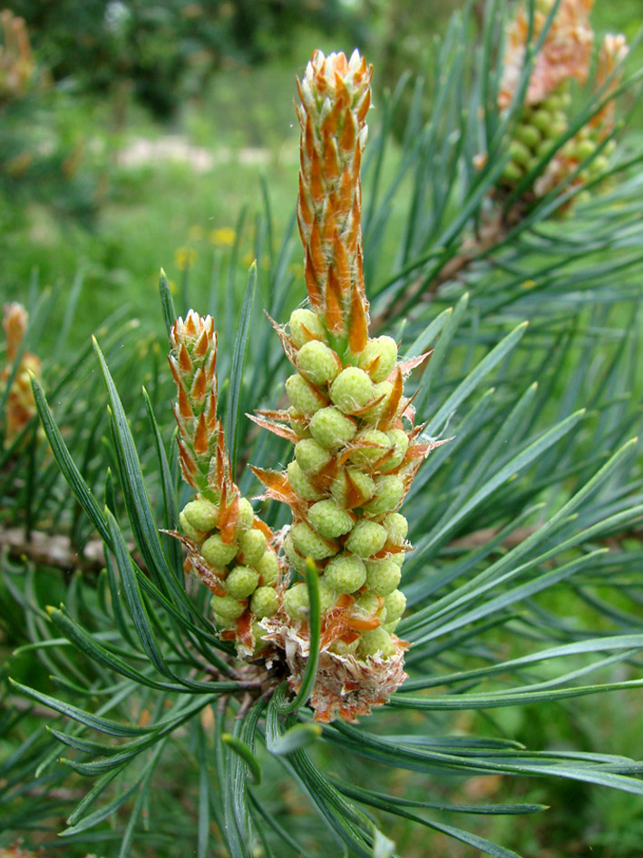 Изображение особи Pinus sylvestris.