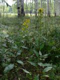 Solidago virgaurea. Цветущие растения. Свердловская обл., г. Екатеринбург, окр. пос. Шабровский, берёзовый лес. 15.08.2015.