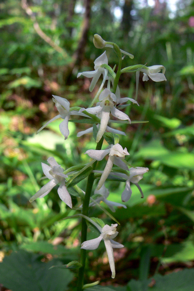 Изображение особи Platanthera bifolia.