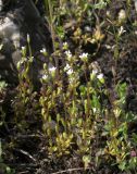 Saxifraga tridactylites