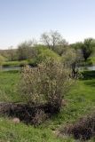 genus Salix
