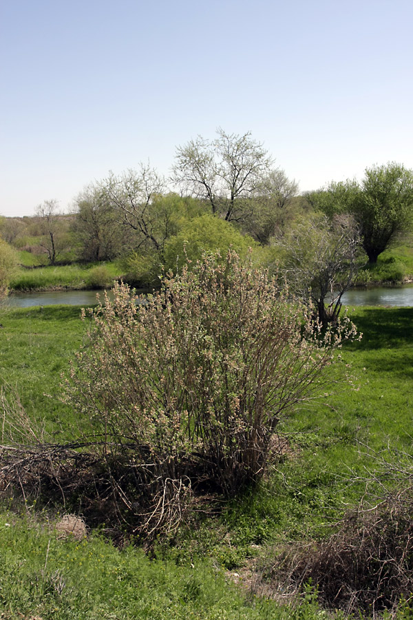 Image of genus Salix specimen.