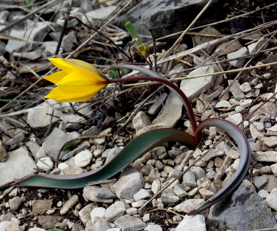 Image of Tulipa australis specimen.