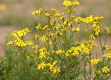 Senecio vernalis