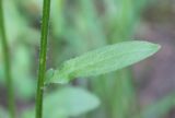 Erigeron annuus