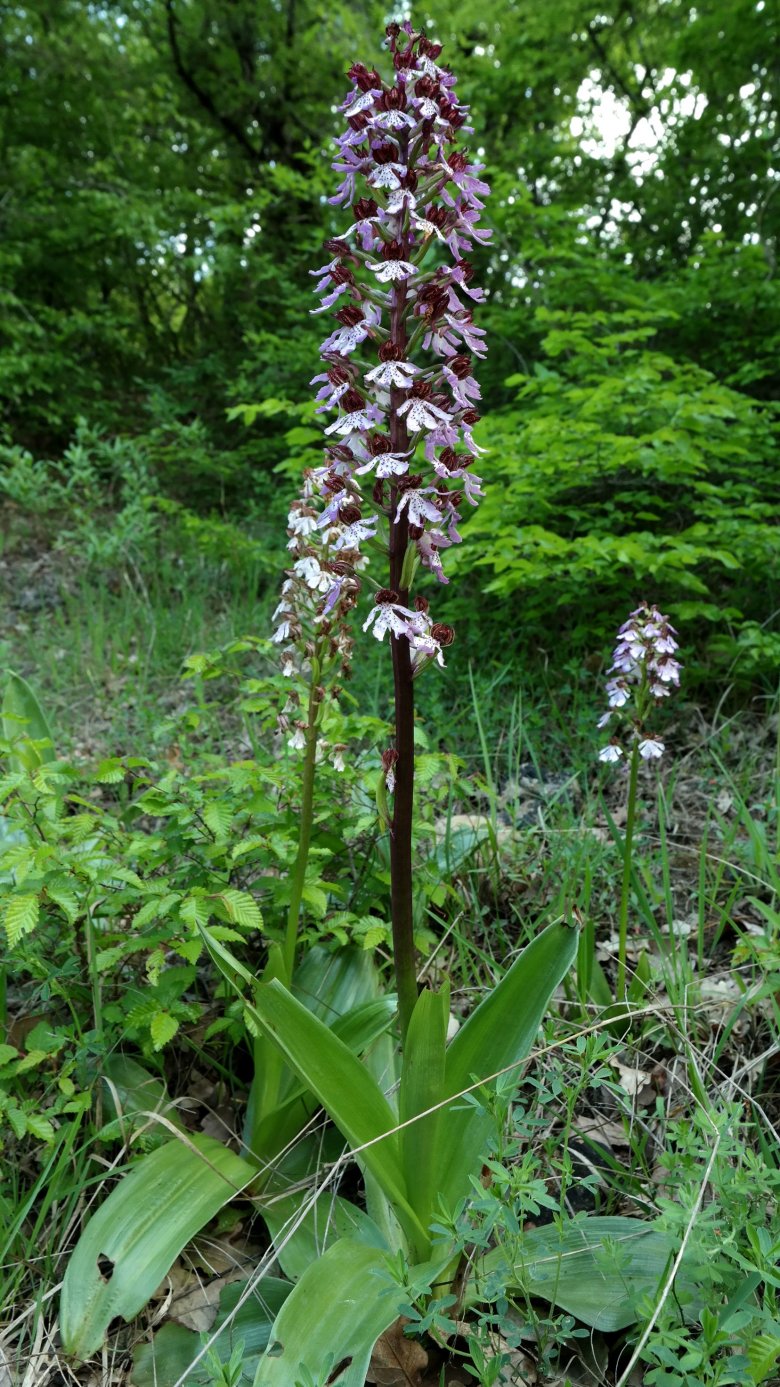 Image of Orchis purpurea specimen.