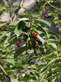 Padus virginiana. Ветвь с созревающими плодами. Санкт-Петербург. 13.09.2009.