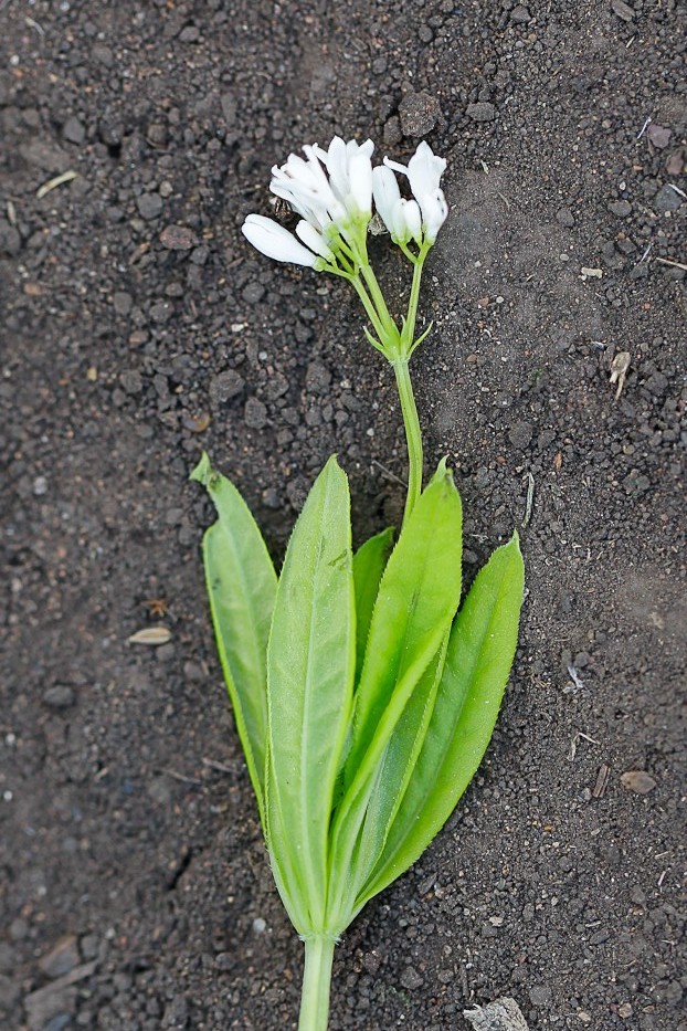 Изображение особи Galium odoratum.