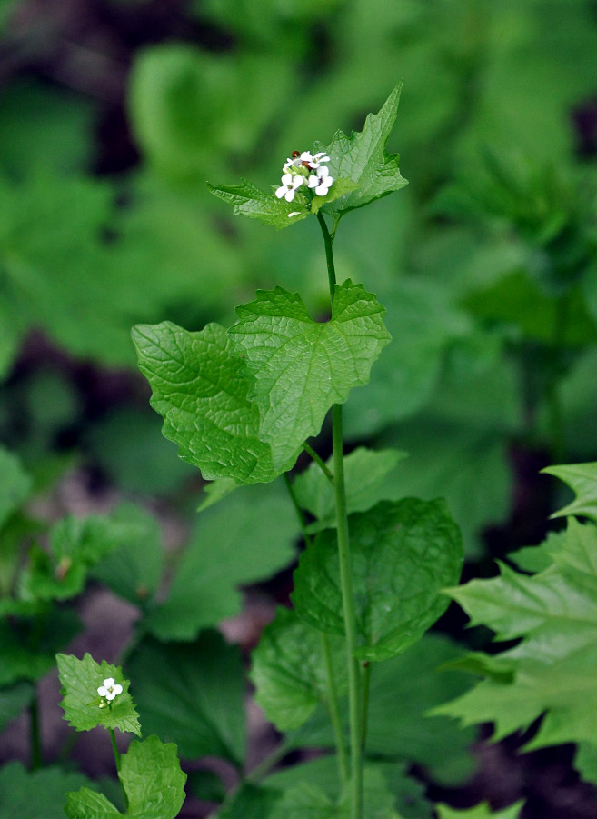 Image of Alliaria petiolata specimen.