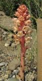 Orobanche centaurina