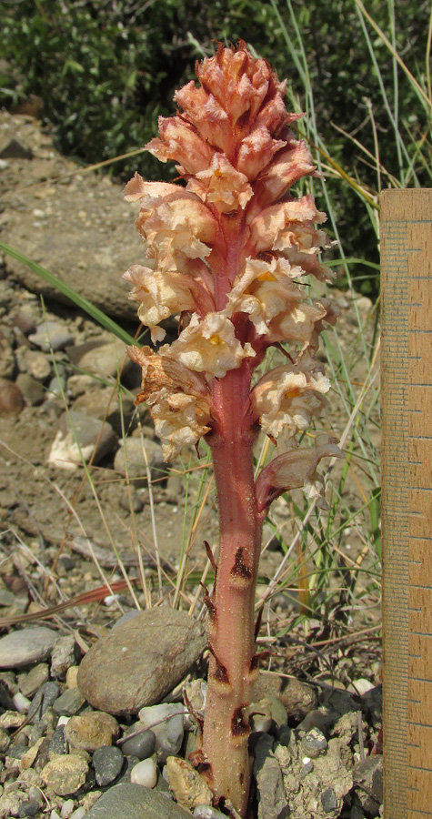 Изображение особи Orobanche centaurina.