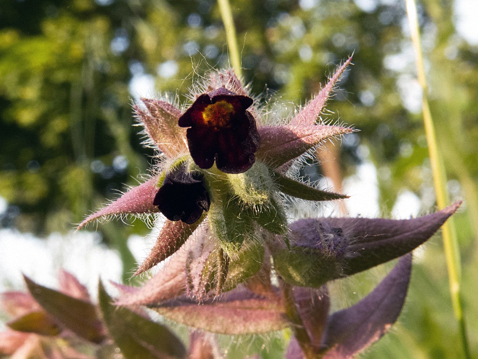 Image of Nonea rossica specimen.