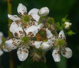 Rubus allegheniensis