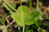 Trifolium pratense