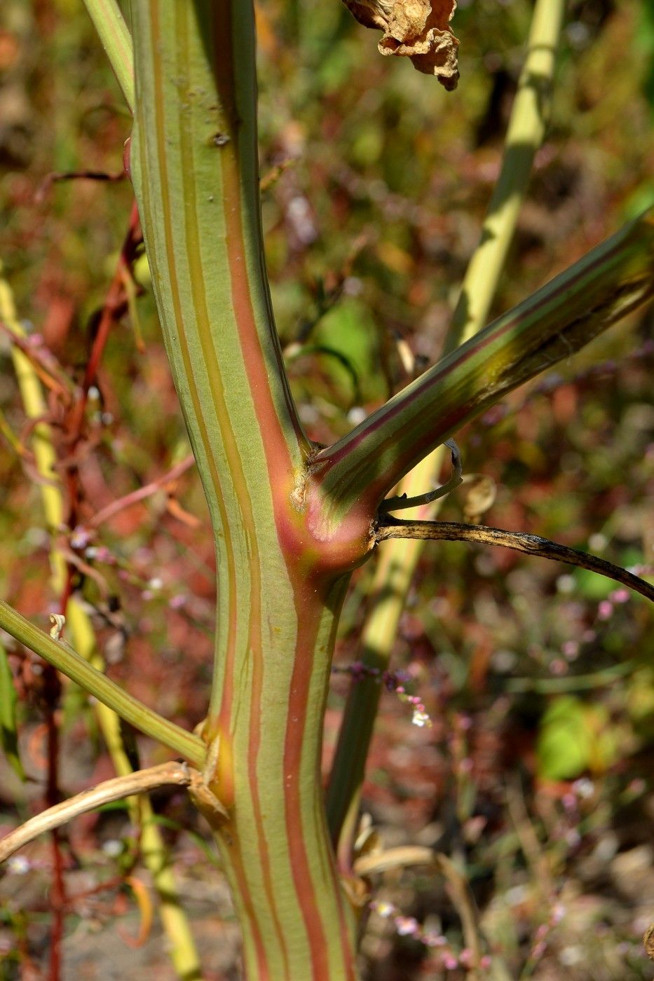 Image of Oxybasis urbica specimen.