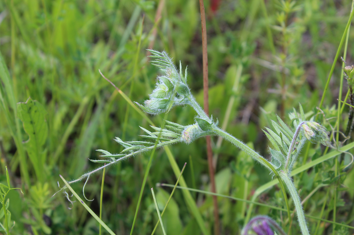 Изображение особи Vicia villosa.