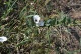 Convolvulus arvensis. Побег с цветками и кормящимся жуком. Крым, Арабатская стрелка, окр. с. Соляное, зал. Восточный Сиваш, на берегу южного плеса. 22.06.2016.