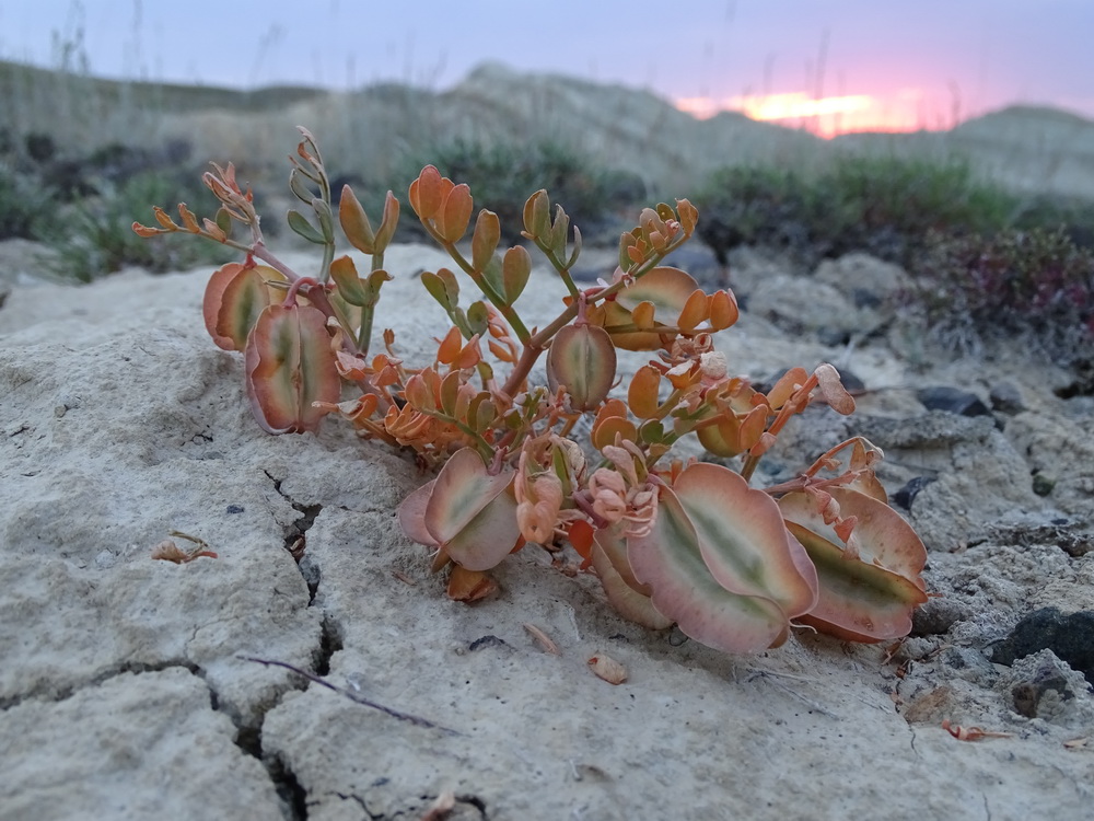 Изображение особи Zygophyllum pinnatum.