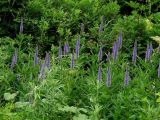 Veronicastrum sibiricum