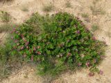 Trifolium pacificum. Цветущие растения. Приморье, окр. г. Находка, мыс Пассека, на вершине. 11.07.2016.