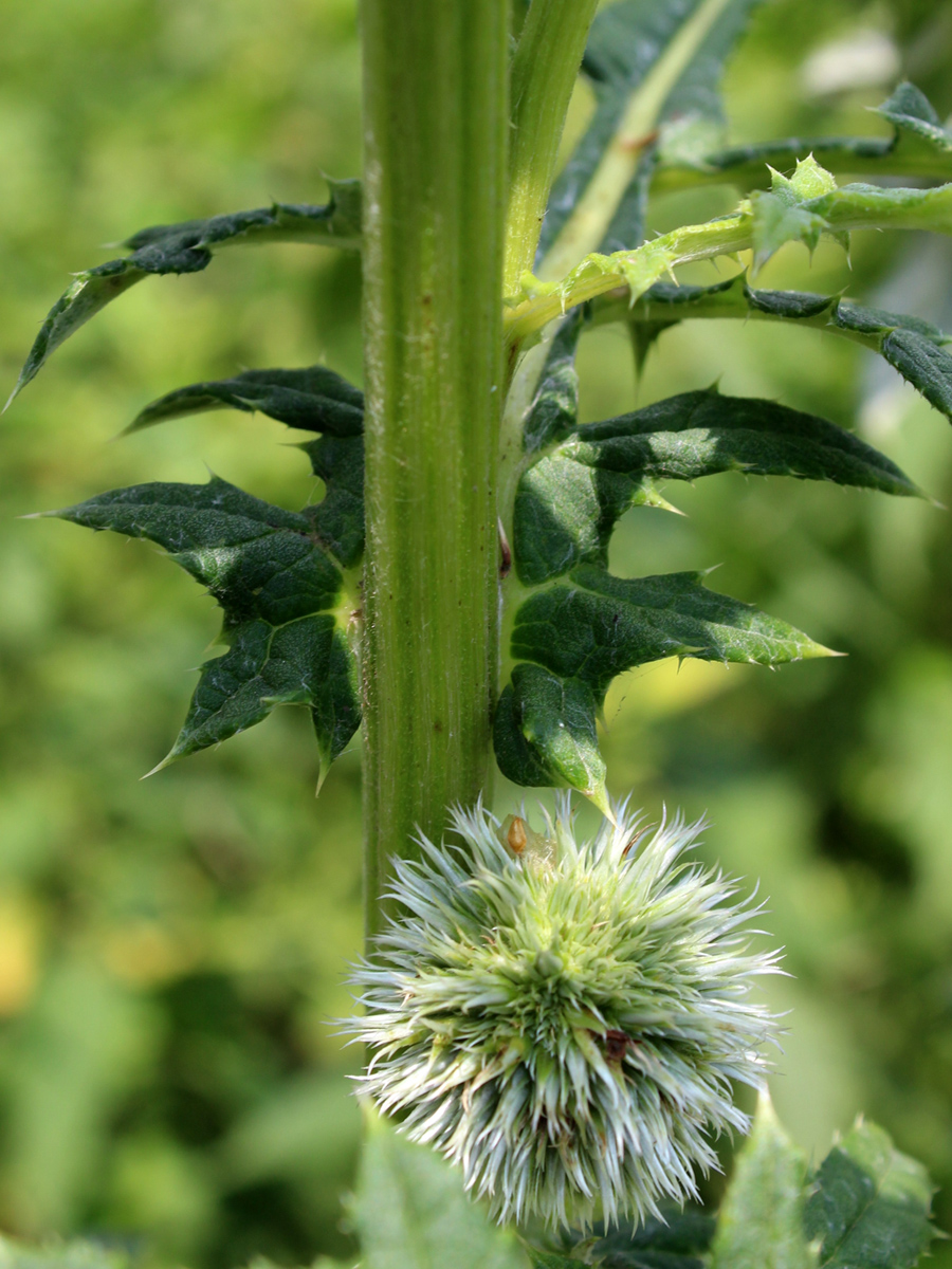 Изображение особи Echinops exaltatus.