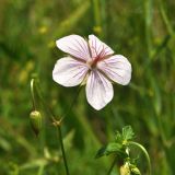 Geranium dahuricum