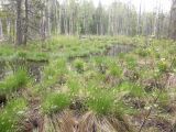 Carex paniculata