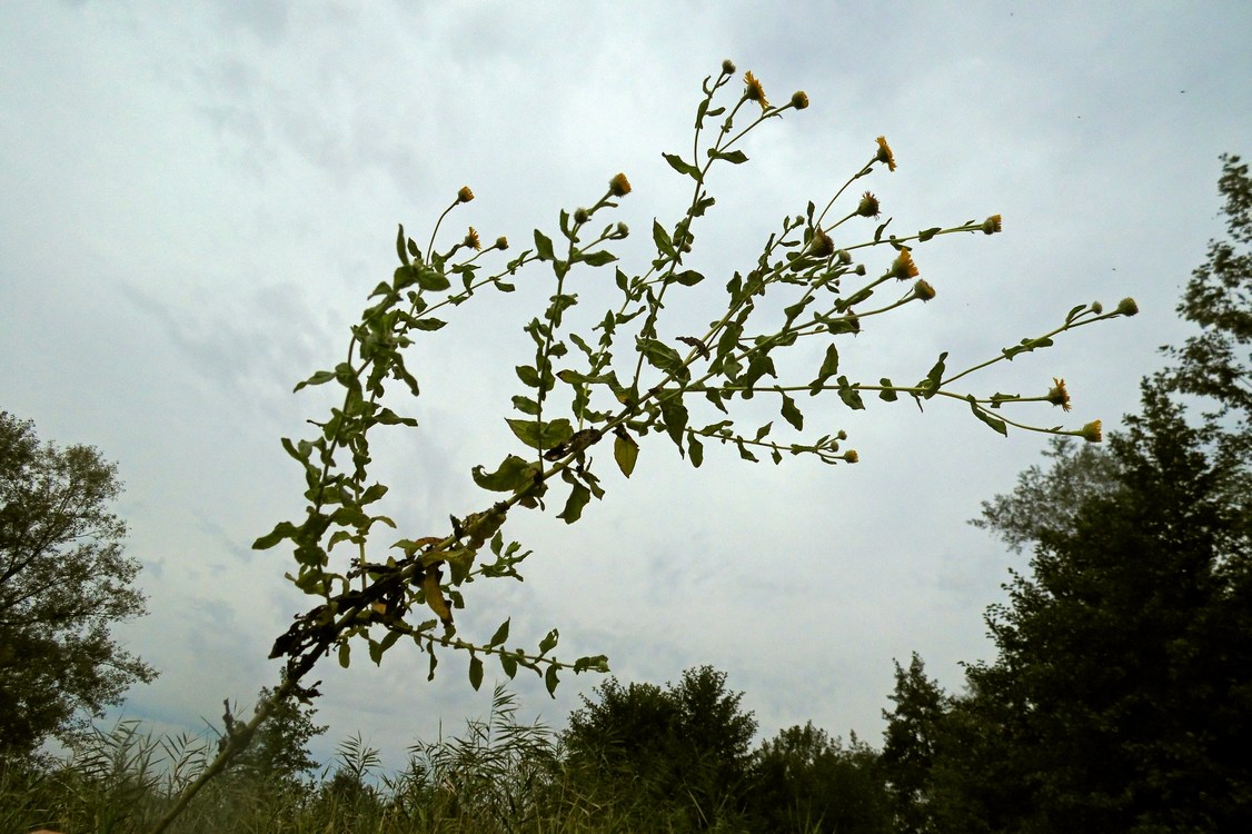 Изображение особи Pulicaria dysenterica.