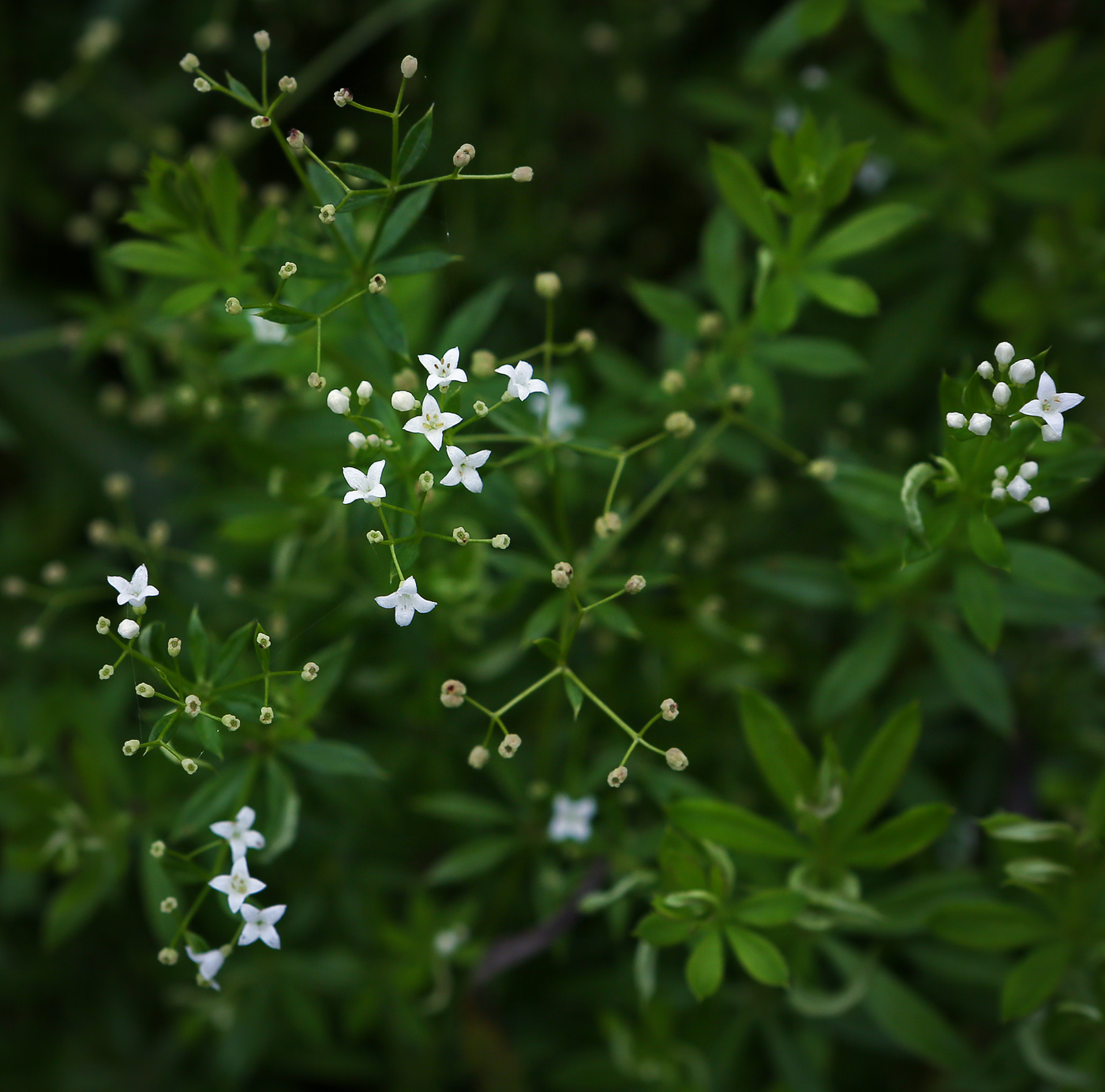 Изображение особи Galium rivale.